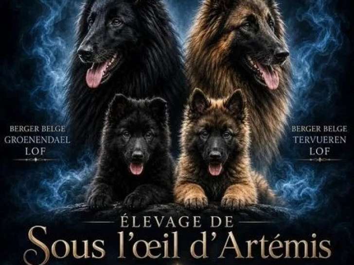 6 chiots Berger Belge LOF nés en juin 2026 à réserver