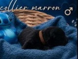 6 chiots Berger Belge LOF nés en juin 2026 à réserver