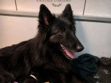 6 chiots Berger Belge LOF nés en juin 2026 à réserver