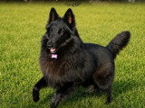 6 chiots Berger Belge LOF nés en juin 2026 à réserver