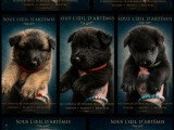 6 chiots Berger Belge LOF nés en juin 2026 à réserver