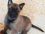 7 chiots Berger Belge Malinois non LOF à réserver nés en mai 2026