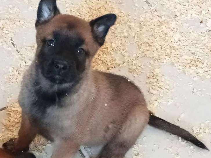 7 chiots Berger Belge Malinois non LOF à réserver nés en mai 2026