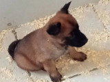 7 chiots Berger Belge Malinois non LOF à réserver nés en mai 2026