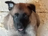 7 chiots Berger Belge Malinois non LOF à réserver nés en mai 2026