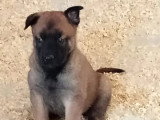 7 chiots Berger Belge Malinois non LOF à réserver nés en mai 2026