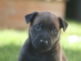 Deux chiots femelles Malinois LOF à réserver nés mai 2026