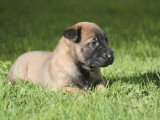 Deux chiots femelles Malinois LOF à réserver nés mai 2026