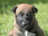 Deux chiots femelles Malinois LOF à réserver nés mai 2026