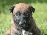 Deux chiots femelles Malinois LOF à réserver nés mai 2026