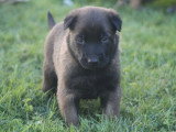 Deux chiots femelles Malinois LOF à réserver nés mai 2026