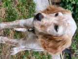 Femelle Setter Anglais Lemon de 2 mois et demi à vendre