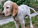 Femelle Setter Anglais Lemon de 2 mois et demi à vendre