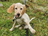 Femelle Setter Anglais Lemon de 2 mois et demi à vendre