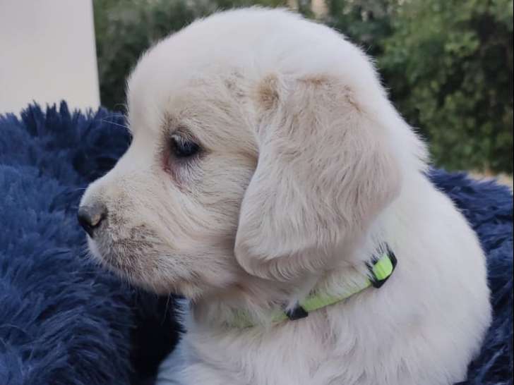 4 petits chiots mâles Golden Retriever à vendre
