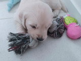 4 petits chiots mâles Golden Retriever à vendre