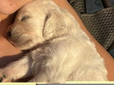4 petits chiots mâles Golden Retriever à vendre