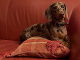 Vasco au repos