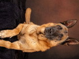 Malinois croisé berger allemand de 9 ans