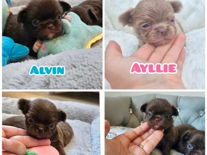 Portée de 5 chiots Chihuahua poil long non LOF à réserver