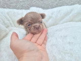Portée de 5 chiots Chihuahua poil long non LOF à réserver