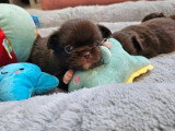 Portée de 5 chiots Chihuahua poil long non LOF à réserver
