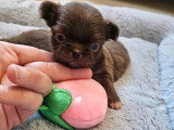 Portée de 5 chiots Chihuahua poil long non LOF à réserver