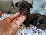 Portée de 5 chiots Chihuahua poil long non LOF à réserver