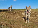 Chiots Chien Loup Tchécoslovaque à naître