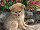 Chiot femelle Spitz fauve à vendre non LOF né en mars 2026