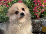 Chiot femelle Spitz fauve à vendre non LOF né en mars 2026