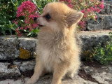 Chiot femelle Spitz fauve à vendre non LOF né en mars 2026