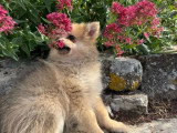 Chiot femelle Spitz fauve à vendre non LOF né en mars 2026