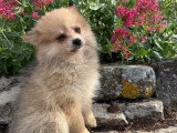 Chiot femelle Spitz fauve à vendre non LOF né en mars 2026