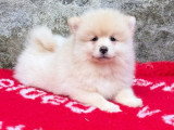 Chiot Spitz Nain Pomeranien mâle crème non LOF à vendre