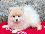 Chiot Spitz Nain Pomeranien mâle crème non LOF à vendre