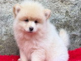 Chiot Spitz Nain Pomeranien mâle crème non LOF à vendre