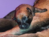 Chiots de race Berger Belge Malinois à vendre (4 femelles)