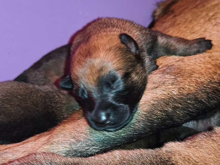 Chiots de race Berger Belge Malinois à vendre (4 femelles)