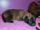 Chiots de race Berger Belge Malinois à vendre (4 femelles)