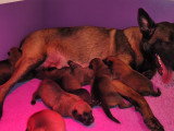 Chiots de race Berger Belge Malinois à vendre (4 femelles)