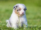Chiots Berger Australien LOF à vendre