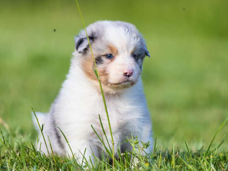 Chiots Berger Australien LOF à vendre
