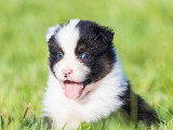 Chiots Berger Australien LOF à vendre