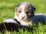 Chiots Berger Australien LOF à vendre