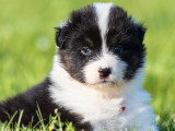 Chiots Berger Australien LOF à vendre