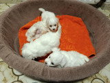 Chiots de type Bichon Maltais à vendre (1 femelle & 2 mâles)