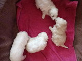 Chiots de type Bichon Maltais à vendre (1 femelle & 2 mâles)