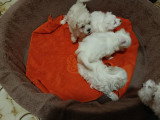 Chiots de type Bichon Maltais à vendre (1 femelle & 2 mâles)