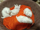 Chiots de type Bichon Maltais à vendre (1 femelle & 2 mâles)
